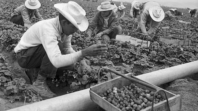 Recogiendo fresas en el Valle Salinas.