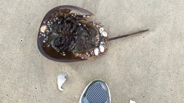 خرچنگ نعل اسبی در کرانه شرقی امریکا