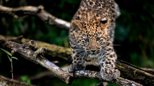 Um filhoteestrela bet site oficialleopardo-de-amur