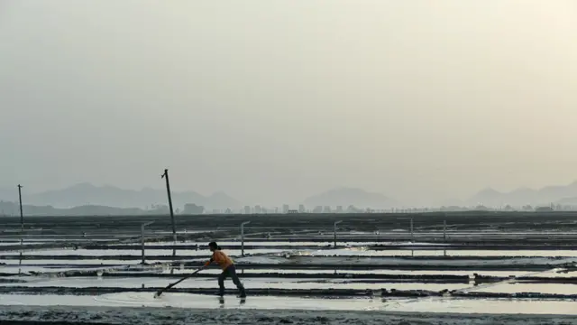 Las salinas son un lugar excelente para las aves migratorias en Corea del Norte.