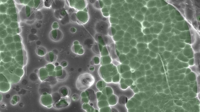 Electron microscope image: green PETase interacts with a grey plastic