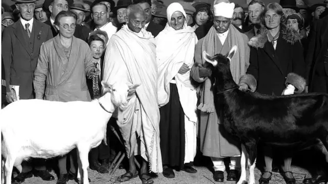 মি. গান্ধী ছাগলের দুধ পান করতেন। লন্ডনে গিয়েও তিনি দুটি ছাগল কিনেছিলেন।