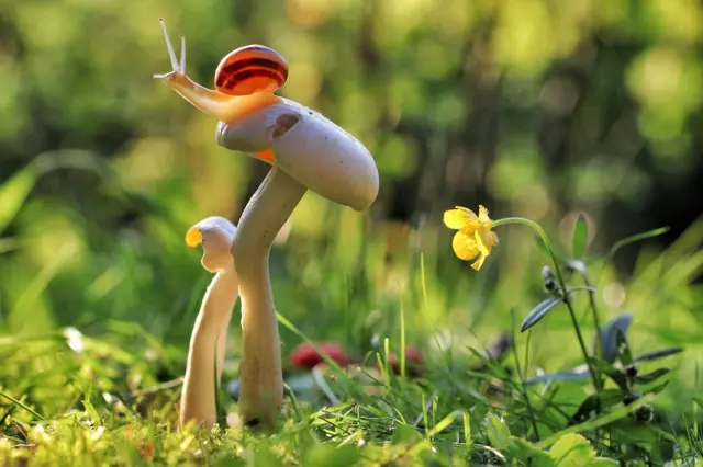 Крупным планом