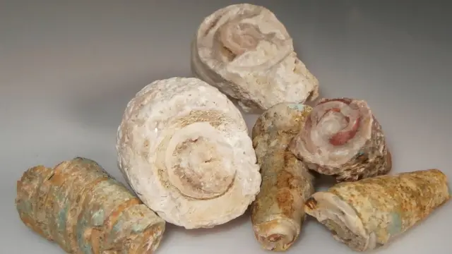 Женя, Кирьят-Ата ,Израиль: "Рудисты - г. Кармель, Израиль. Собственно, если знать куда смотреть, то в самых обыденных местах можно найти необычные вещи".