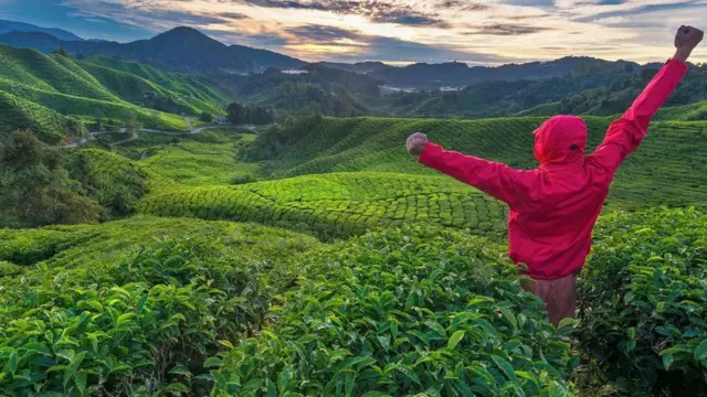 Una persona en medio de una plantación de té en Malasia
