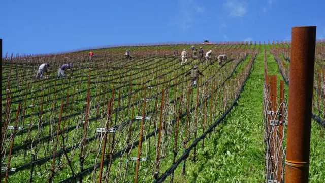 Виноградник