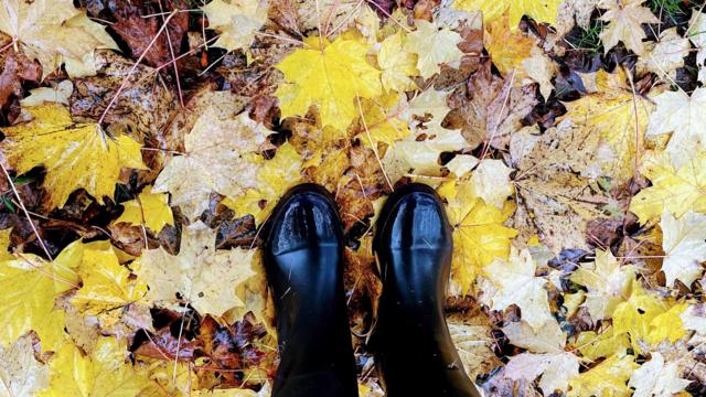 Autumn colours in Scotland's woodlands, parks and streets