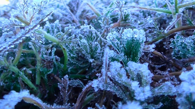 මල් තුහින