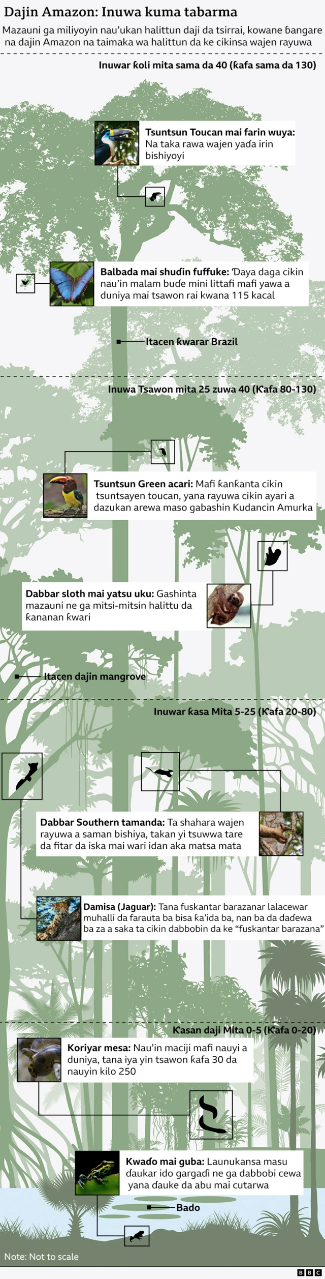Hoton nau'ukan wasu dabbobi da tsirrai da ke dajin Amazon