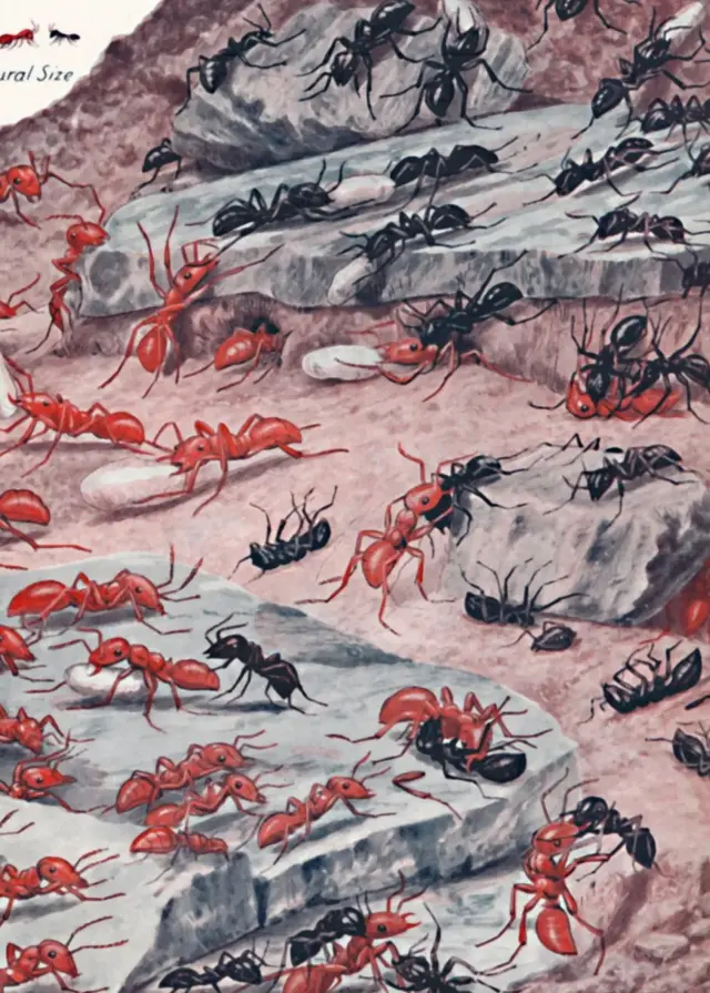 Deux sociétés organisées de fourmis s'attaquent l'une à l'autre