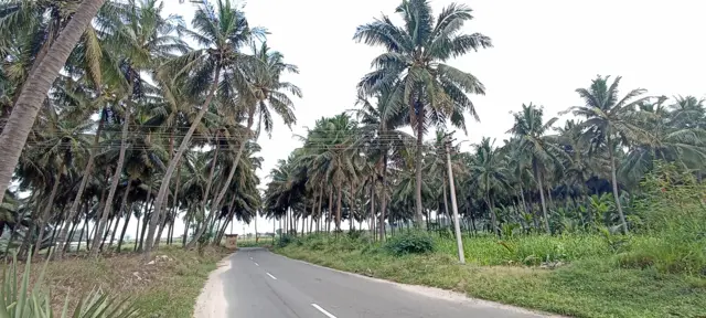 தென்னை 
