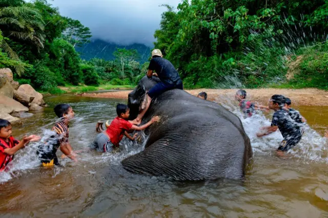 Leuser
