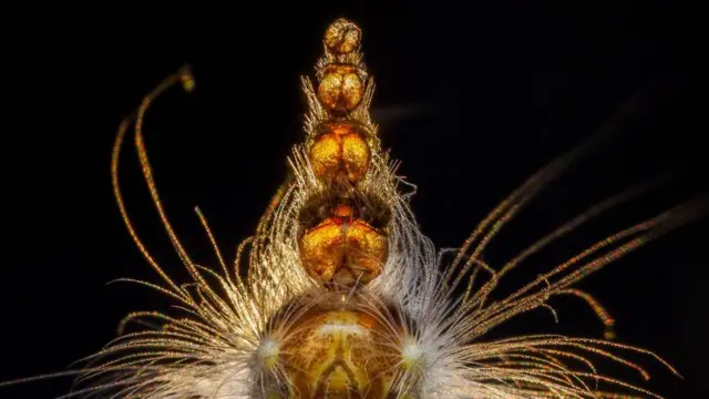 يرقة قارض أوراق الكينا