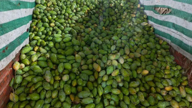 తోతాపురి మామిడి, చిత్తూరు, అన్నమయ్య జిల్లా, కర్ణాటక, తమిళనాడు, మామిడి ఎగుమతులు, పంట దిగుబడి, మామిడి రైతులు