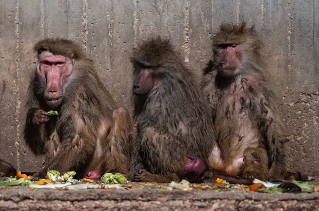 Üç babun yan yana oturuyor, biri kameraya bakıyor