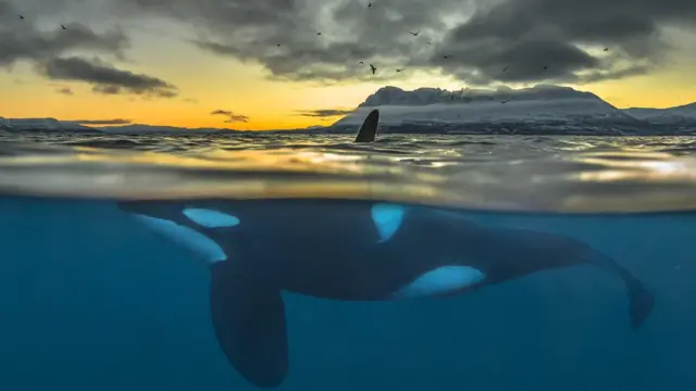 orca