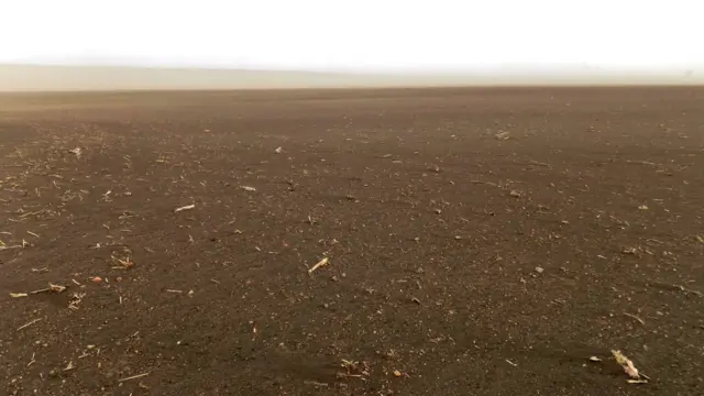 Битва за ліси Приазов'я: чому зникають лісосмуги на Донеччині