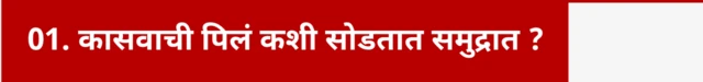 कासवाची पिलं कशी सोडतात समुद्रात ?