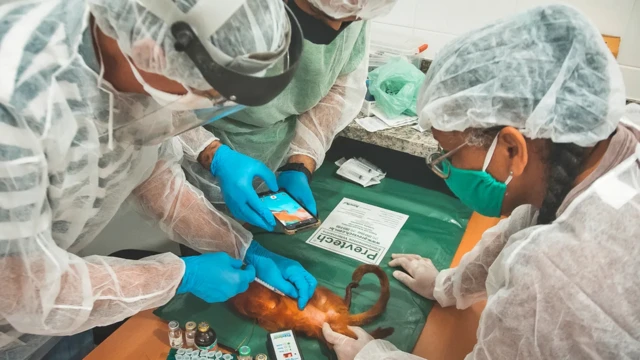 La vaccination des tamarins contre la fièvre jaune contribue non seulement à protéger ces animaux menacés, mais pourrait également freiner la propagation du virus à l'homme