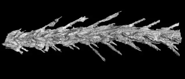 این تصویر سی‌تی‌اسکن نشان می‌دهد که پر دایناسور چطور روی دم قرار داشته است