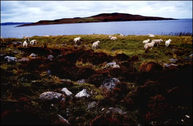 Isla, mar y ovejas