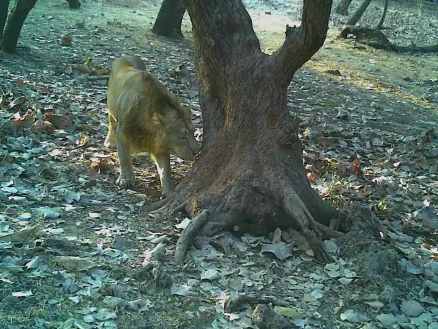 ગીર, સિંહ, એશિયાઈ સિંહ, ગીરનું જંગલ, સિંહની ત્રાડ, સિંહની ગર્જના, સિંહનું પ્રજનન, સિંહનું સંવનન, સિંહોની વાતચીત બીબીસી ન્યુઝ, ગુજરાત 
