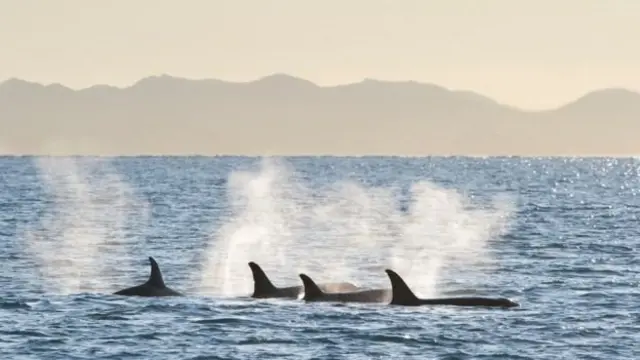 যেসব প্রাণী লেক, নদী ও জলাভূমিতে বাস করে তারা বেশি ক্ষতির মুখে পরছে।