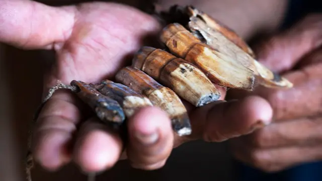 Close-up of two hands holding several large, worn animal teeth or tusk fragments, showing a mix of brown and beige coloration with visible cracks and natural texture.