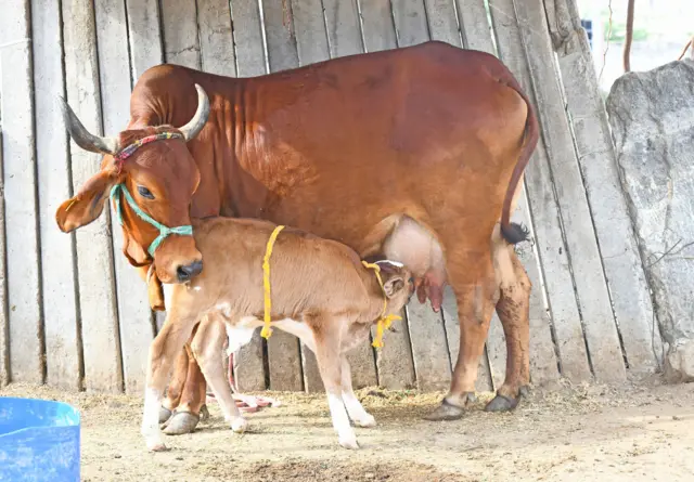ગાય બીબીસી ગુજરાતી