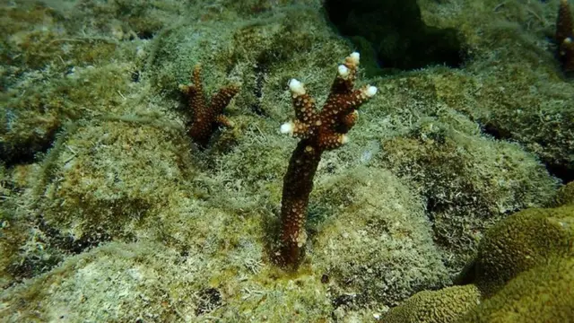 Coral se recuperando