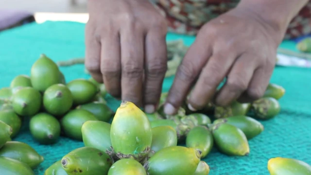 kanker mulut, tradisi pinang, perempuan, Papua