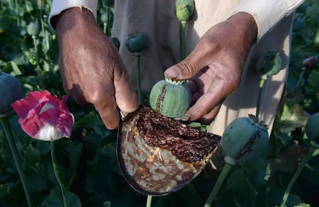 کوکنار
