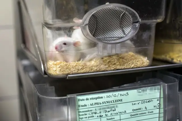 Un ratón en una cajade plástico transparente dentro de un laboratorio.
