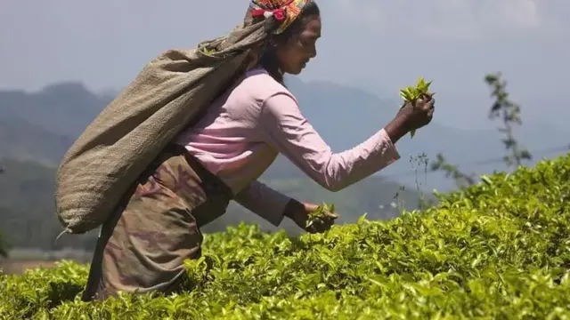 இலங்கை தொழிலாளர்கள்