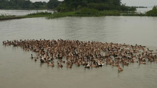 এরকম একেকটি হাঁসের ঝাঁকে এক হাজারের কাছাকাছি হাঁস থাকে