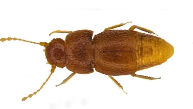 Жук Грета (Nelloptodes gretae)