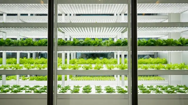 نرسری یا لیب یمں پودے