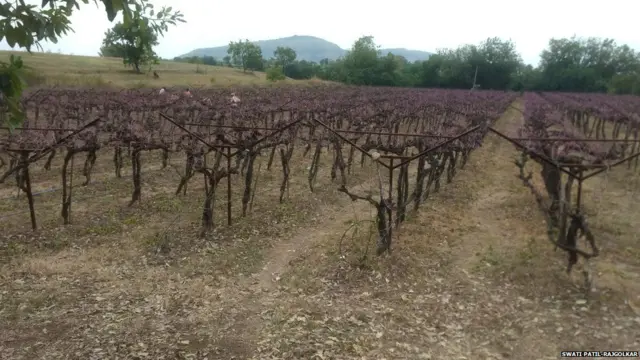 संजय पाटील यांची द्राक्षाची बाग पाण्याअभावी पूर्णपणे वाळून गेली आहे.