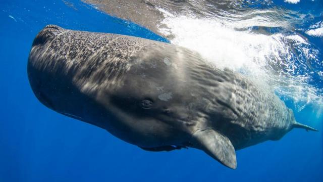Fotografia colorida mostra baleia cachalote na água, sob a superfície, em um mar muito azul 