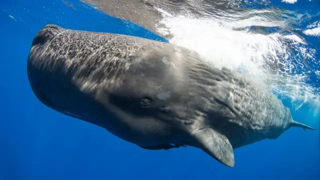 Fotografia colorida mostra baleia cachalote na água, sob a superfície,site de aposta com depósito mínimo de r 1um mar muito azul 