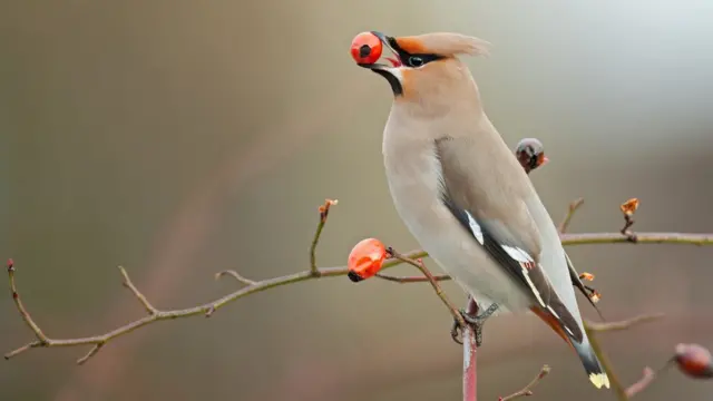 Ampelis europeo