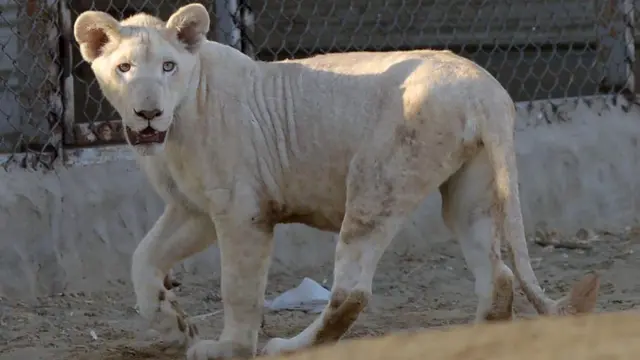 பாகிஸ்தான், சிங்கம்