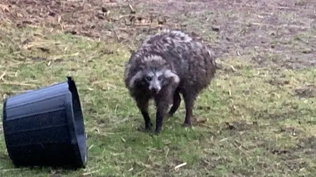 Fotobwin promoum cão-guaxinim fugitivo