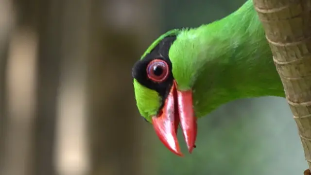 นก Javan green magpie