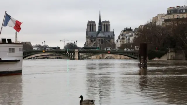 утка на фоне потопа