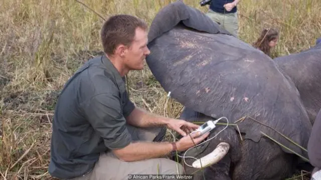Jeremy Hancock, paramedis di African Park, mengawasi gajah yang sudah diberi obat penenang di lapangan.