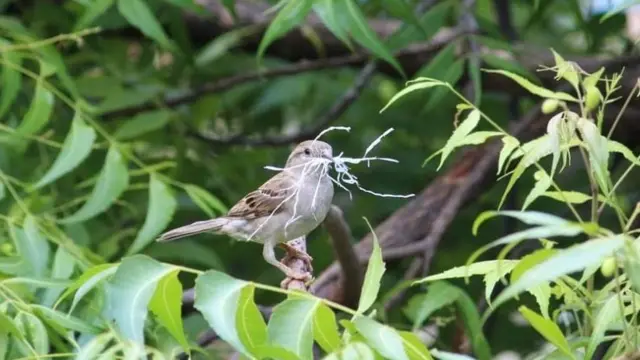 உலக சிட்டுக் குருவிகள் தினம் 2022