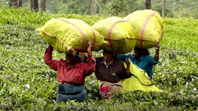 தேயிலை தோட்டத்தில் ஒரு பாட்டுக் குயில்