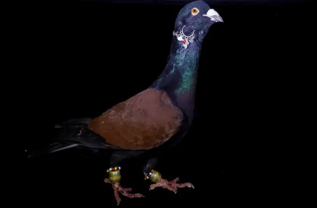 A pigeon, known as Abali, with an approximate market value of 1000 Turkish Lira ($263)