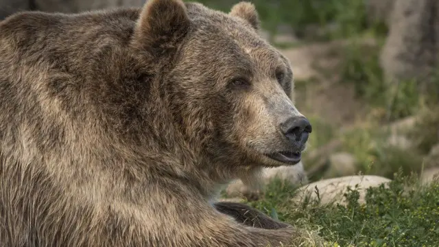 Araştırmayı yürütenler ayının (resimdeki değil) 181 kilo civarında olduğunu düşünüyor